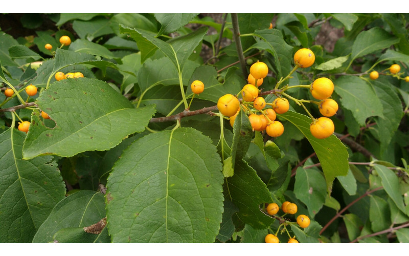 Древогубец американский (Celastrus scandens) 10-20 см