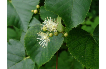 Липа амурская (Tilia amurensis) 15-20 см