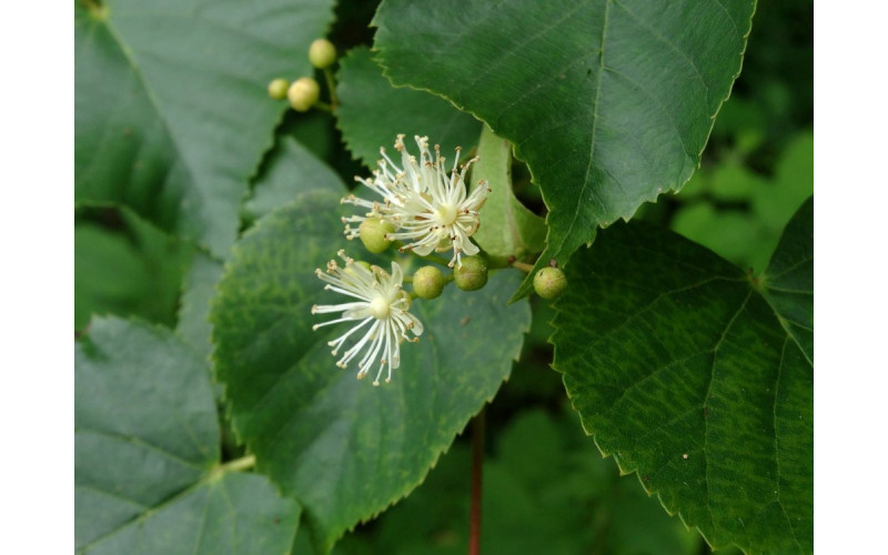 Липа амурская (Tilia amurensis) 15-20 см