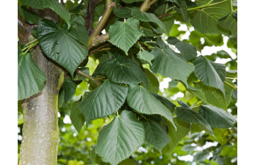 Липа крупнолистная  (Tilia platyphyllos)20-30 см