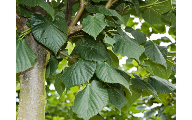 Липа крупнолистная  (Tilia platyphyllos)20-30 см