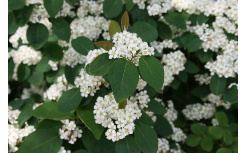 Кизильник многоцветковый (Cotoneaster multiflorus ) 15-30 см