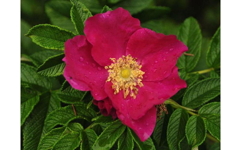Роза(шиповник) морщинистая (Rosa rugosa )30-40 см