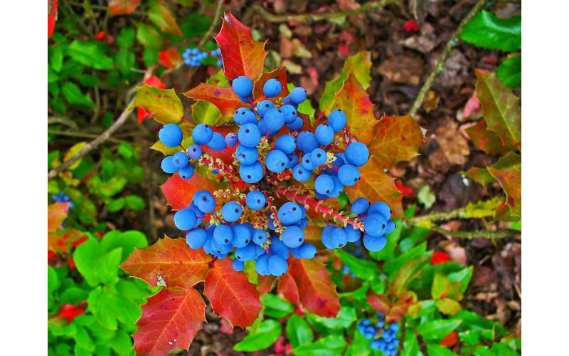 Магония падуболистная ( Mahonia aquifolium) 10-15 см