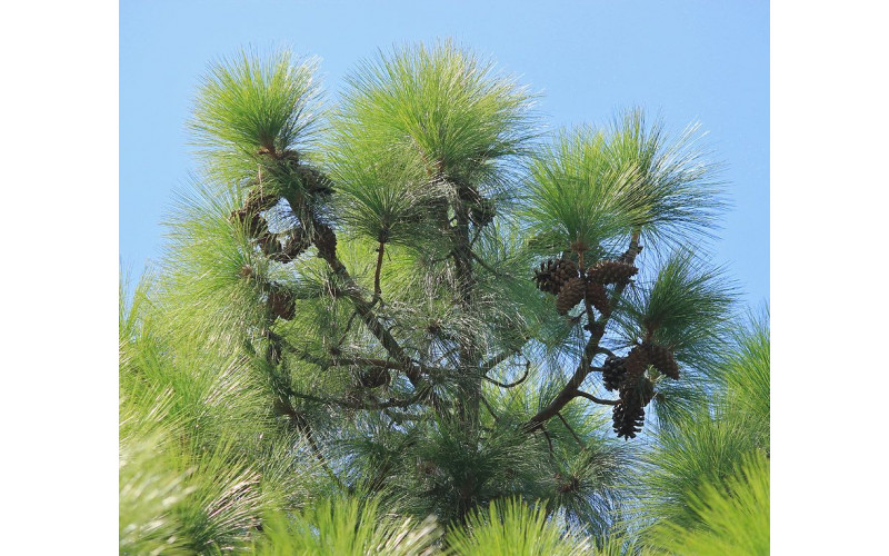 Семена сосны Роксбурга (Pinus roxburghii) 5 шт.
