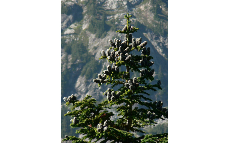 Пихта субальпийская (Abies lasiocarpa)10-15