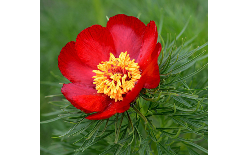 Пион узколистный  (Paeonia tenuifolia) 20 семян