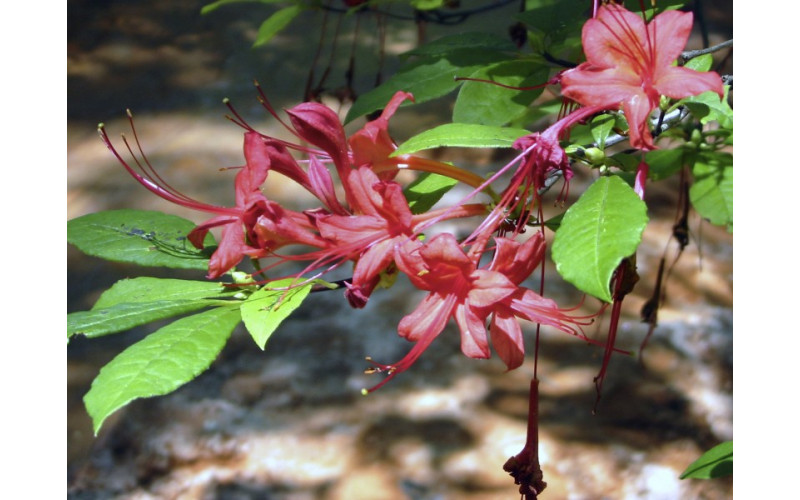 Рододендрон сливолистный ( Rhododendron prunifolium )  20 семян