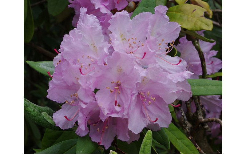 Рододендрон Смирнова (Rhododendron smirnovii ) 30 семян
