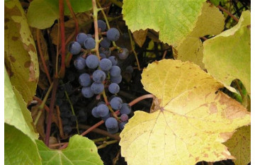 Виноград амурский (Vitis amurénsis)10-20 см