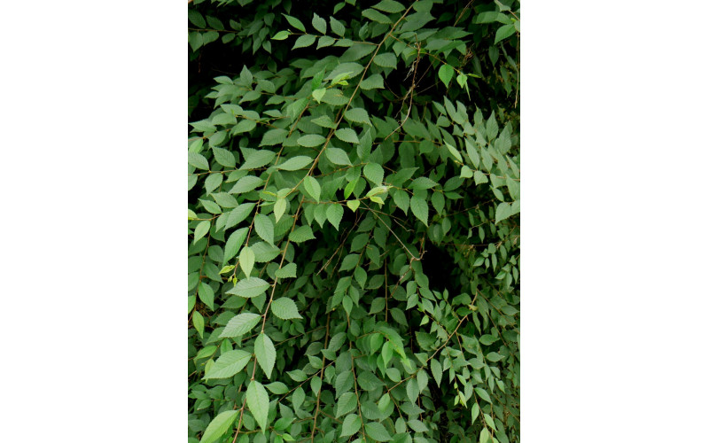 Вяз мелколистный (Ulmus parvifolia)  30-50 см
