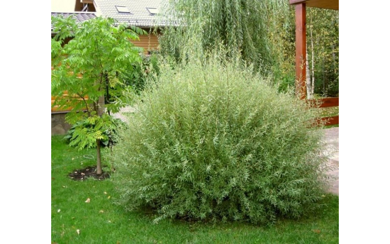 Ива пурпурная (Salix purpurea) 30-40 см