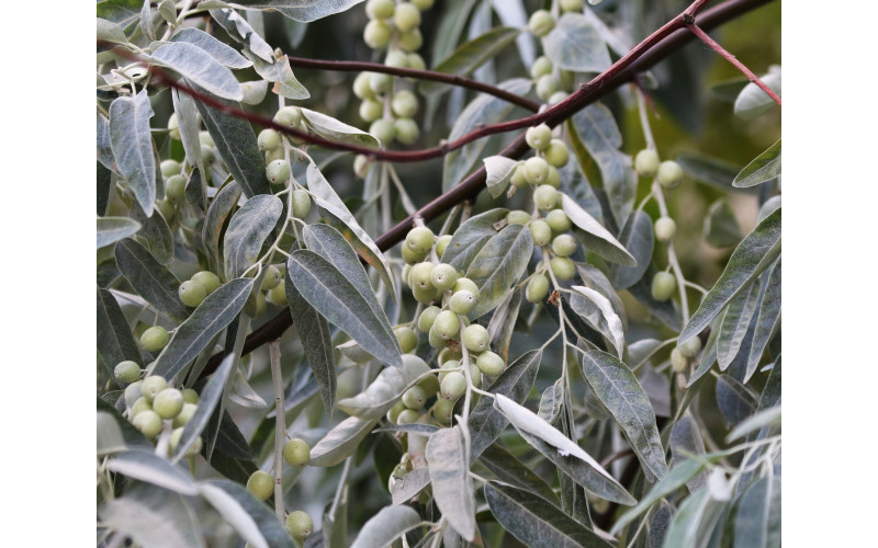Лох узколистный (Elaeagnus angustifolia) 100 семян