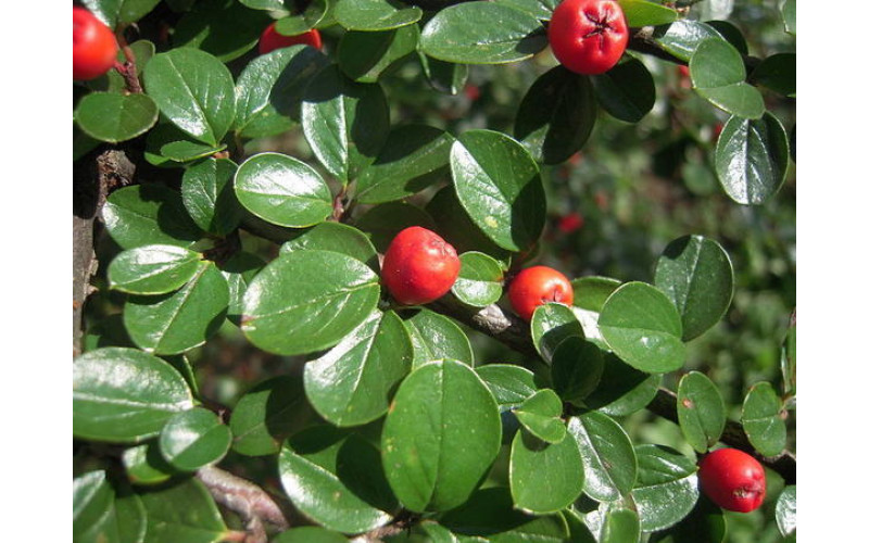 Кизильник цельнолистный (Cotoneaster integrifolius) 15-30 см