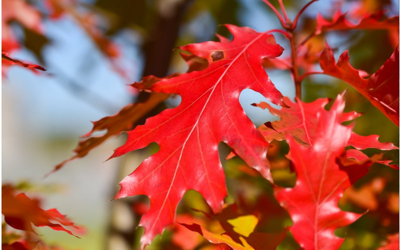 Дуб красный (Quercus rubra) 10 -20 см