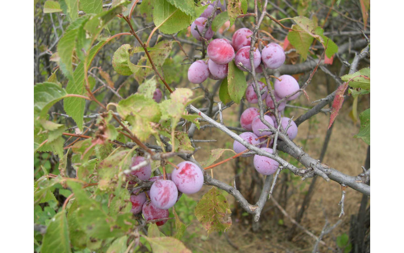 Слива американская (Prunus americana) 10 семян