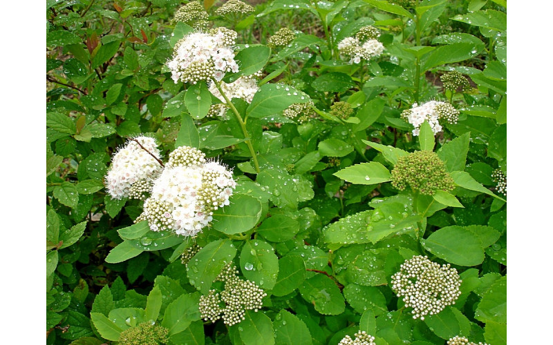 Спирея березолистная  (Spiraea betulifolia) 15-20 см