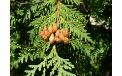 Семена туи западной (Thuja occidentalis) 300 шт.