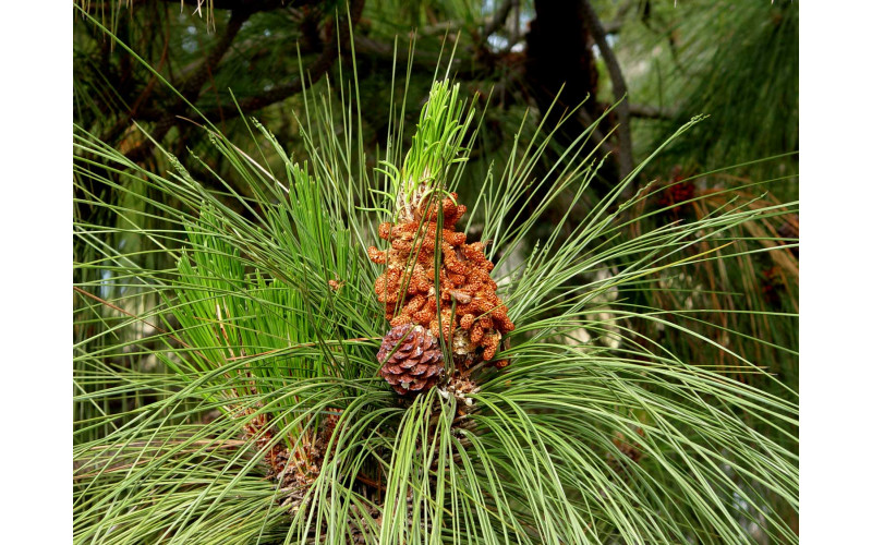 Семена сосны канарской (Pinus canariensis) 5 шт.