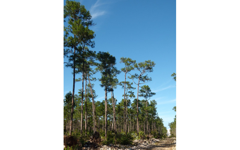Семена сосны карибской (Pinus caribaea) 10 шт.