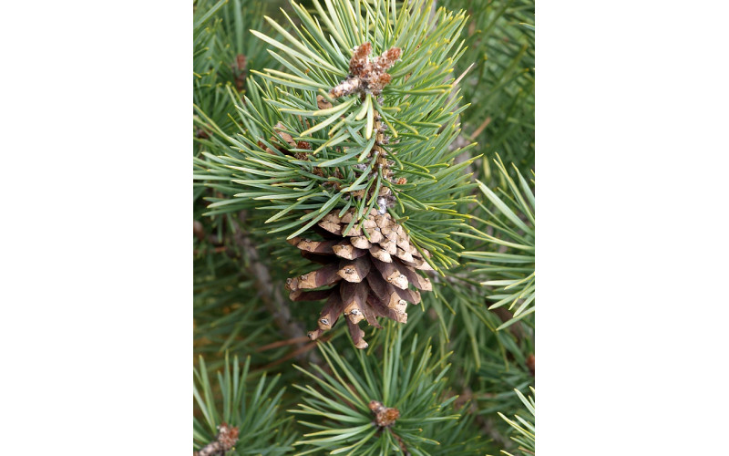 Семена сосны крючковатой (Pinus hamata) 10 шт.