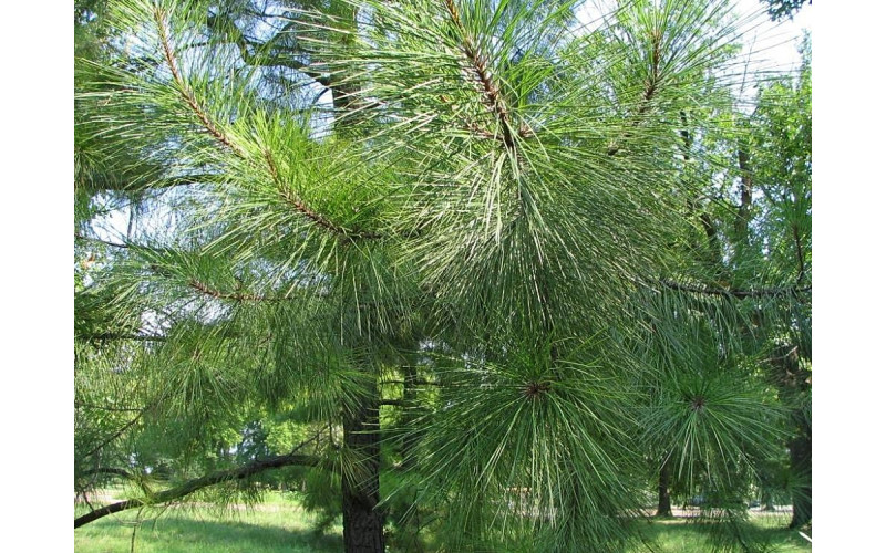 Семена сосны ладанной (Pinus taeda) 20 шт.