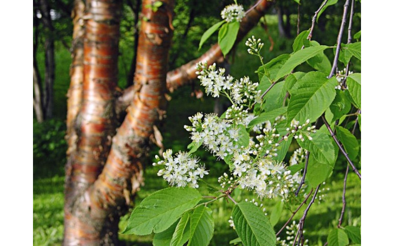 Черемуха маака (Prunus maackii) 1кг семян
