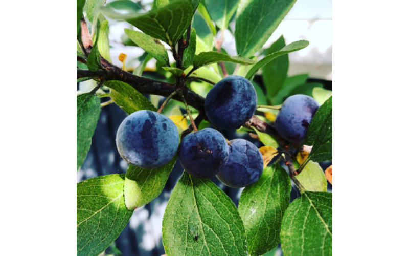 Слива морская ( Prunus maritima) 10 семян
