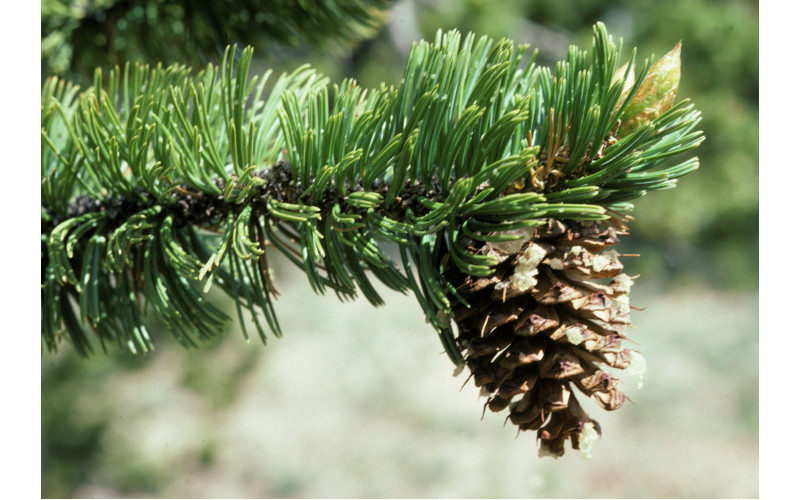 Семена сосны остистой (Pinus aristata) 20 шт.
