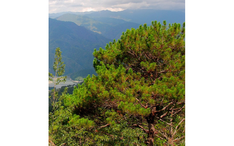 Семена сосны кезия (Pinus kesiya) 30 шт.