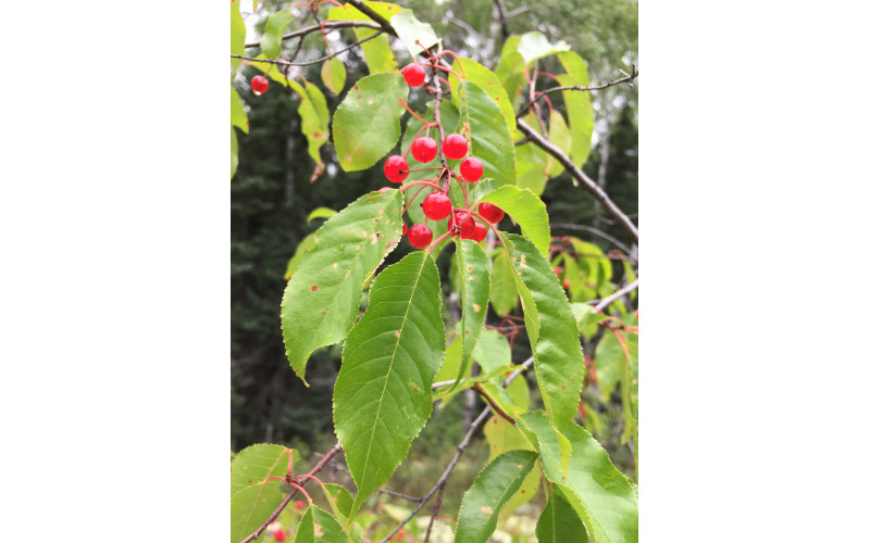 Черемуха пенсильванская (Prunus pensylvanica) 30 семян