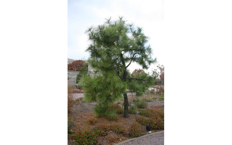 Семена сосны поздней (Pinus serotina) 10 шт.