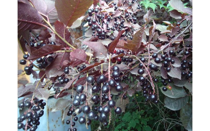 Черемуха пурпурнолистная "Сибирская красавица"(Prunus virginiana f.atropurpurea)  20-30 см