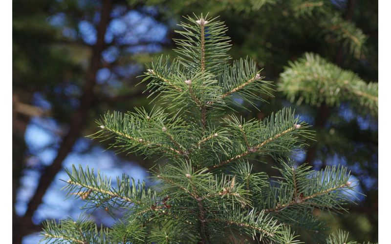 Семена пихты цельнолистной (Abies holophylla) 30 шт.